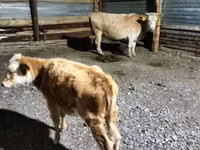 गाय, Latvian Blue cattle — फ़ोटो 1