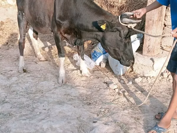 गाय, Latvian Blue cattle — कज़ाखस्तान