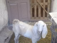 Ziegenbock, Beetal goats — Foto 5