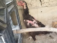 Chickens — الصورة 5