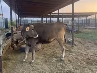 母牛, Swiss cattle — 照片 1