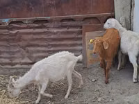 母山羊, Goats — 照片 3