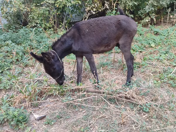 Caballo, Caballos — Kazajistán