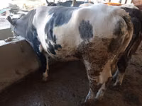 Cow, Simmental cattle — photo 1