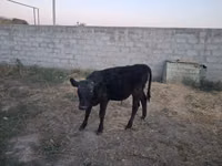 Bull, Alatau breed — photo 7