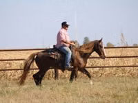 Stute, Rocky Mountain Horse — Foto 8