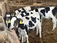 सांड, Russian Black pied cattle — फ़ोटो 1