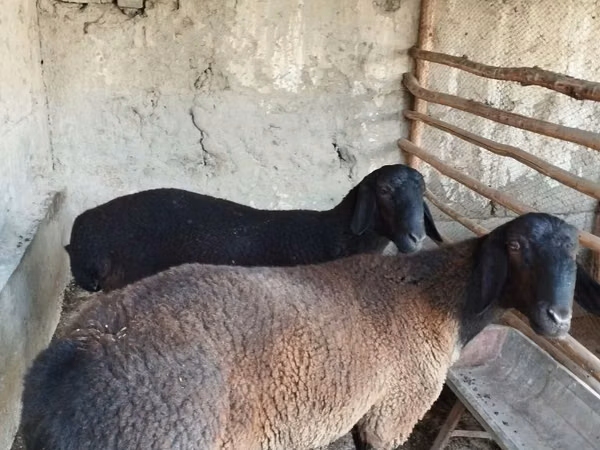 كبش, الأغنام — أوزبكستان