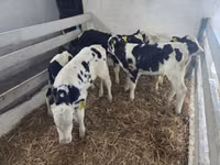 Toro, Russian Black pied cattle — foto 1