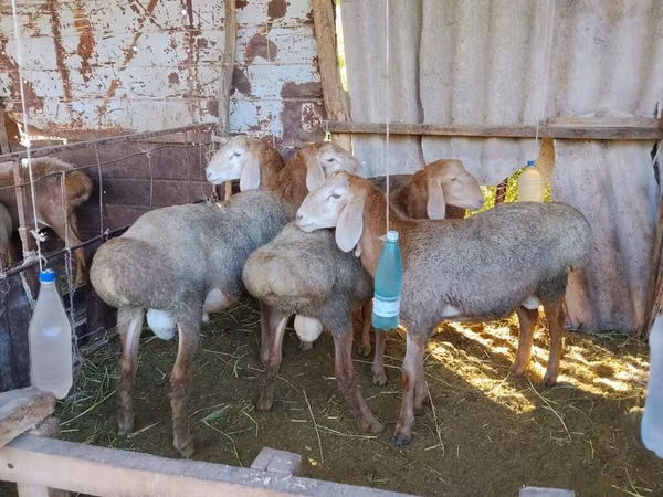 كبش, Arashan sheep