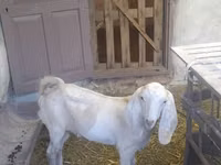 Ziegenbock, Beetal goats — Foto 7
