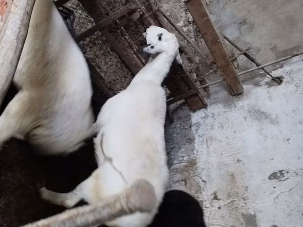 Oveja, Ovejas — Uzbekistán
