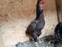 Chickens — फ़ोटो 3