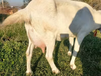 Ziege, Saanen goat — Foto 4