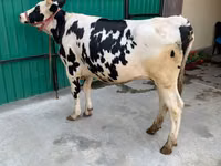 Kuh, Holstein-Rasse — Foto 3