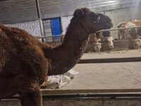 جمل, الجمال — الصورة 2