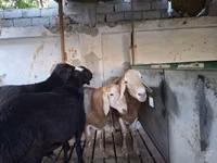 Carnero, Arashan sheep — foto 4