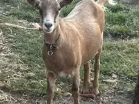 Ziege, Alpine goat — Foto 1