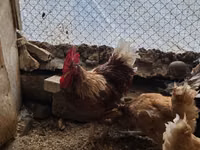 لوهمان براون — الصورة 2