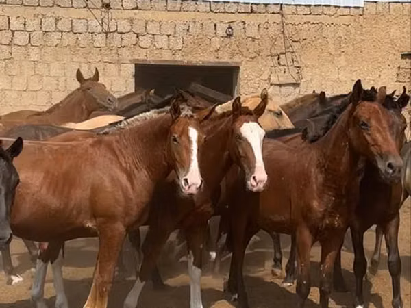 Horse (M), Kazakh horse
