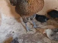 Phoenix — Foto 2