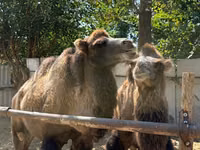 Camels (batch, sex not specified), Camels — photo 6