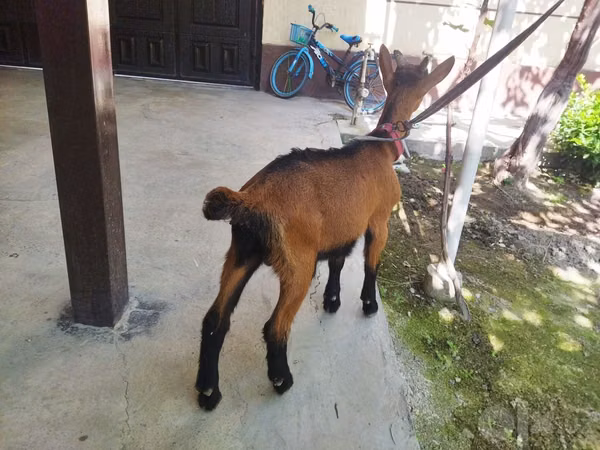 Теке, Alpine goat