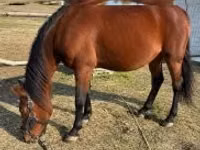 Mare, Horses — photo 1