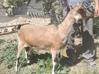 Ziege, Alpine goat — Foto 3