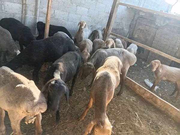Carnero, Ovejas — Kirguistán