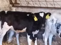 公牛, Russian Black pied cattle — 照片 1