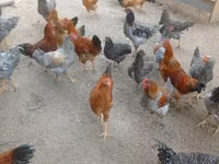 Chickens — Foto 3