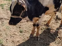 Bulle, Russian Black pied cattle — Foto 1