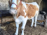 Toro, Simmental cattle — foto 1