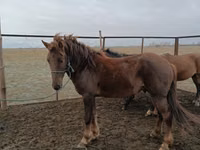 公马, Horses — 照片 2