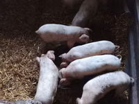 Schweine (Partie, Geschlecht nicht angegeben), Schweine — Foto 2