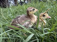 Guinea fowl — Foto 1