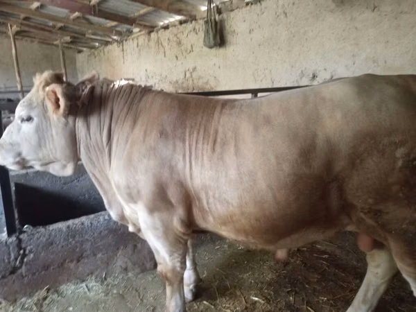 Toro, Charolais cattle