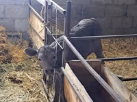 Kuh, Swiss cattle — Foto 4