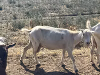 Ziege, LaMancha goats — Foto 6