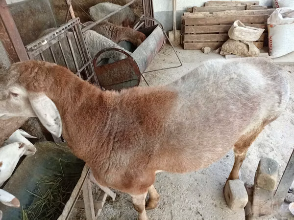Widder, Arashan sheep