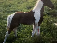 Hengst, Tennessee Walking Horse — Foto 4