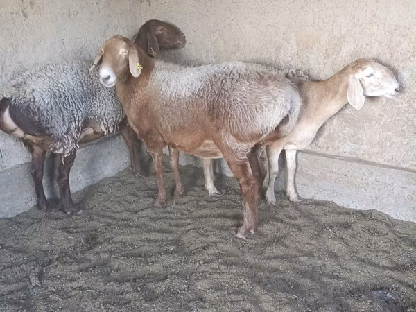 Кочкор, Арашан