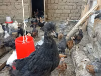 Chickens — Foto 2