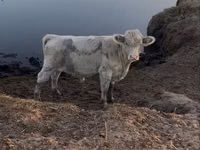 Бұқа, Аулиекөл тұқымы — 2-сурет