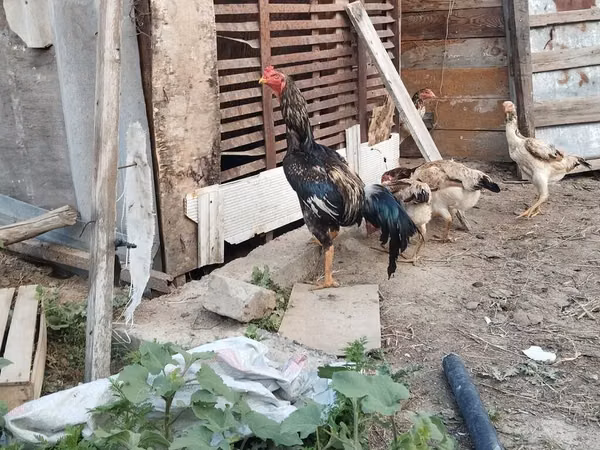 Chickens — Kirgisistan