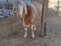 Қошқар, Arashan sheep — 3-сурет