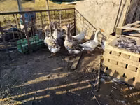 Geese — Foto 3