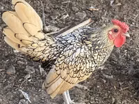 Chickens — Foto 3