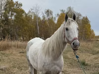 Aygʻir, Horse breed — 3-rasm